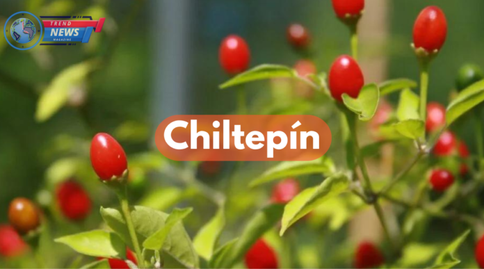 Chiltepín is a tiny pepper with a enormous punch, cherished by spice mistresses and respected in culinary traditions.